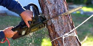 Best Fruit Tree Pruning  in Jerome, ID