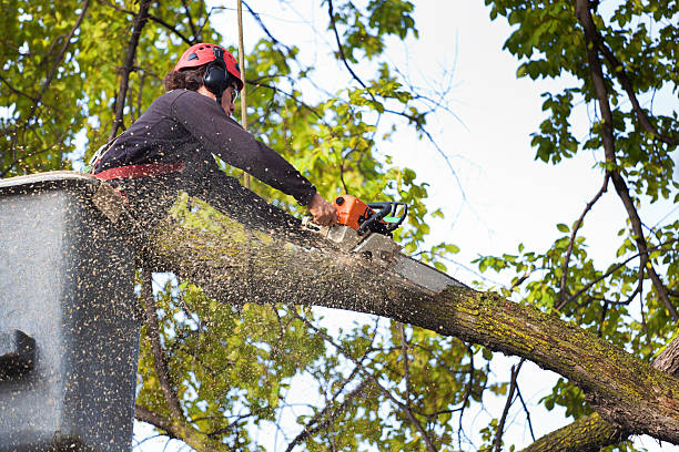 Best Stump Grinding and Removal  in Jerome, ID