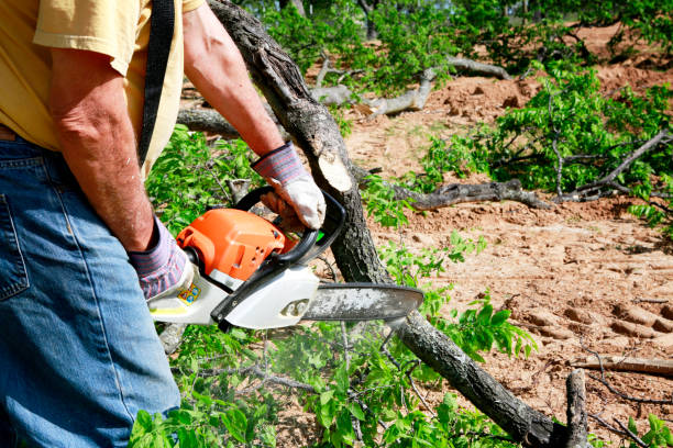 Best Tree Risk Assessment  in Jerome, ID